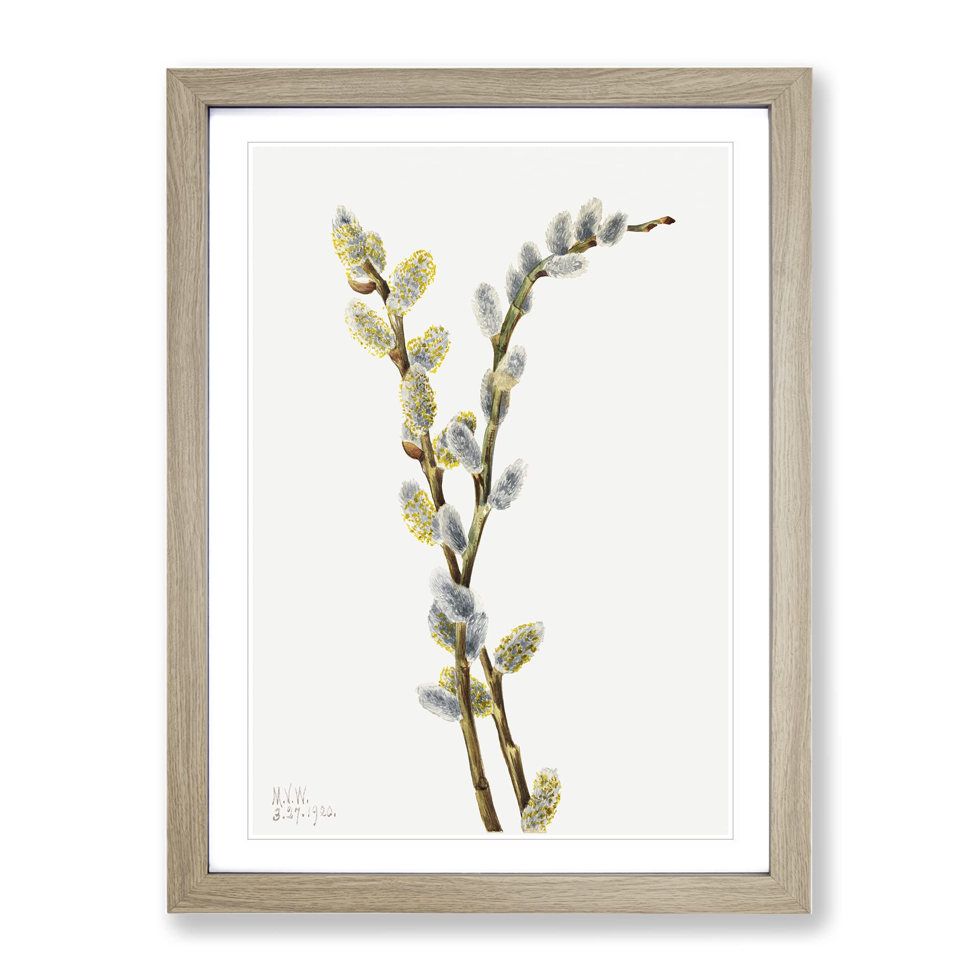 Pussy Willow Flowers By Mary Vaux Walcott Vintage Framed Wall Art Print, Ready to Hang Picture for Living Room Bedroom Home Office Décor, Oak A4 (34 x 25 cm)