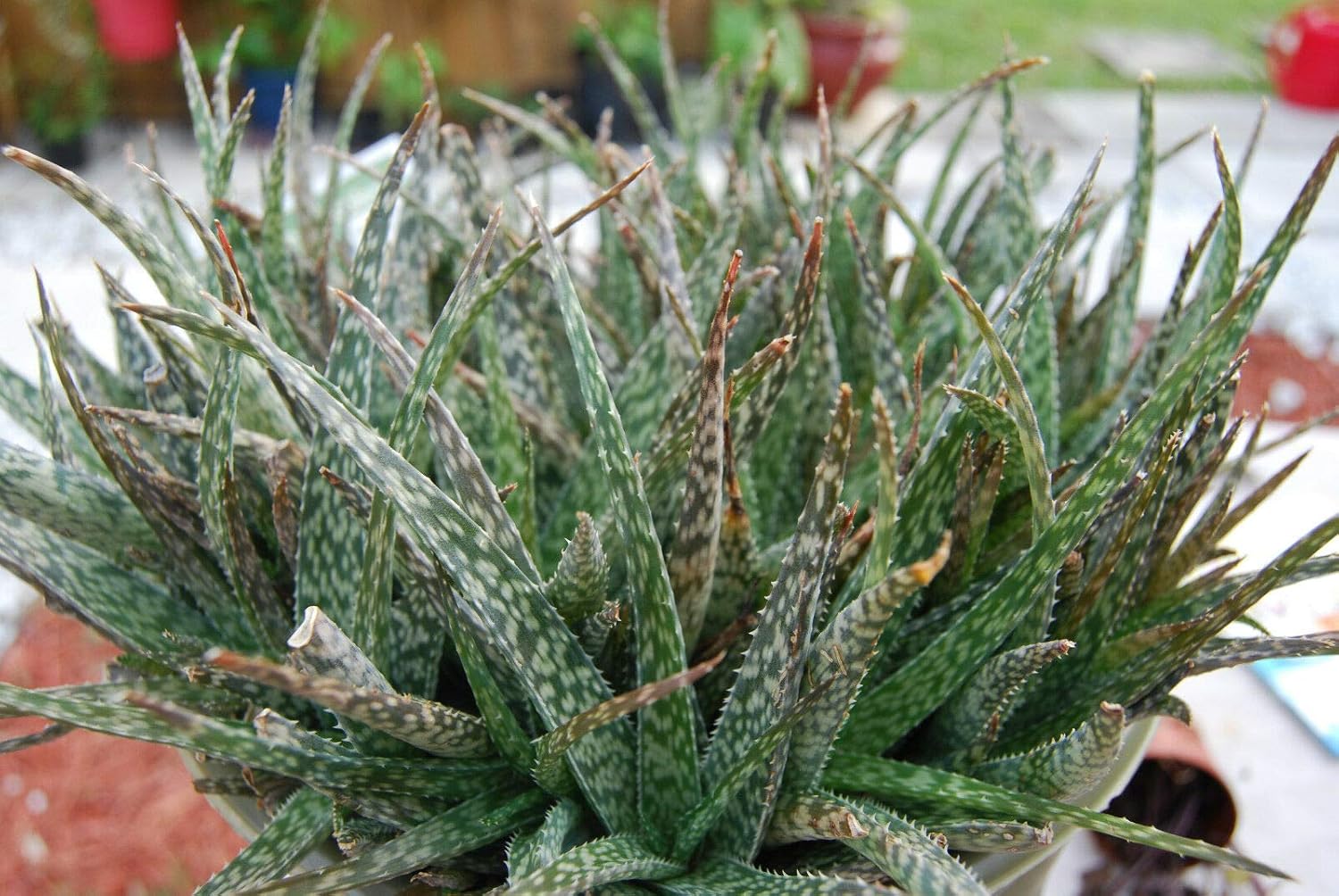 Succulent Plant Aloe Lizard Lips Dwarf