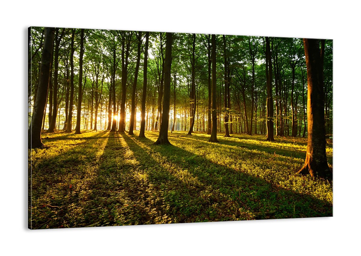 Cuadros de Bosque