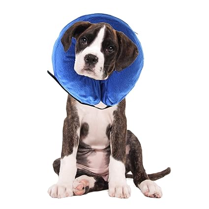 amazon e collar for dogs