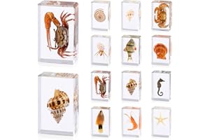ABURRORI 12 Pcs Ocean Animal Insect in Resin Specimen Bugs Collection Paperweights，12 Styles Real Bug Specimen Bug Kit Preserved in Resin for Scientific Educational Display Supplies (Ocean)