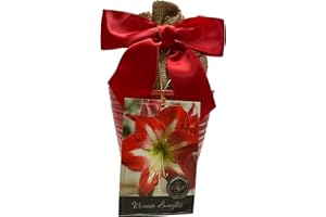 DAYLILY NURSERY Elegant Minerva Amaryllis Gift Growing Kit. Beautiful Ceramic Pot, Big Minerva Bulb, a Burlap Bag and Growing Medium