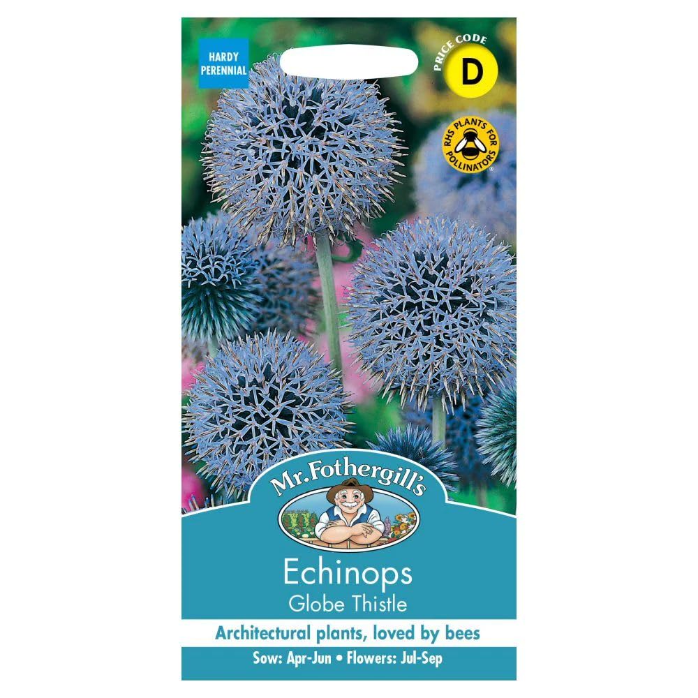 Mr Fothergill's ECHINOPS Globe Thistle