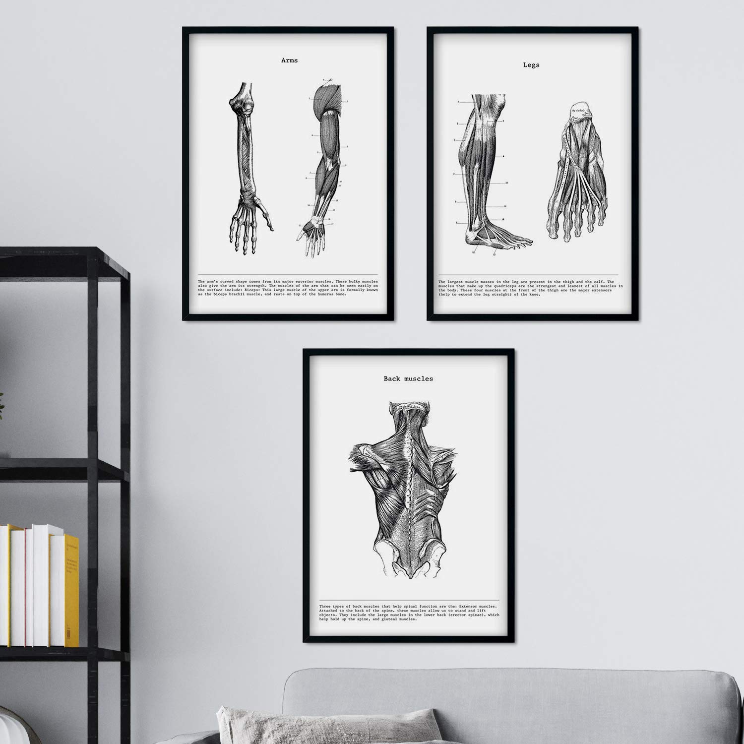 Nacnic Set of 3 Human Anatomy Prints | Vintage style wall decoration of Arms, Back muscles and Legs | Black and White Posters of Human Body Parts | A3 size | Decor for room, walls, office, shops