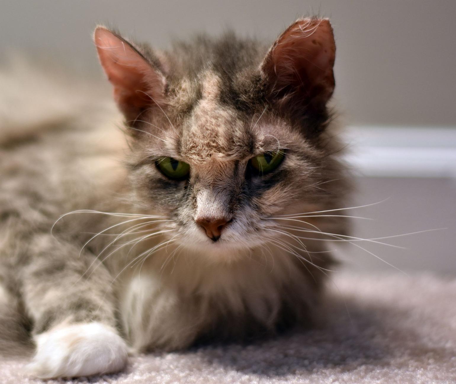 Best "Budget" Prime Lens You'll Find - Absolute Steal for the Price