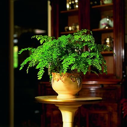 Maidenhair Fern Houseplant For Indoor Use Ideal For Use On