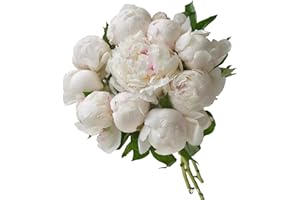 WANGBINYU 10 Stems White Peony Fresh Cut Flowers Hydroponic Flower Gifts for Mother's Day Birthdays Anniversaries and Love