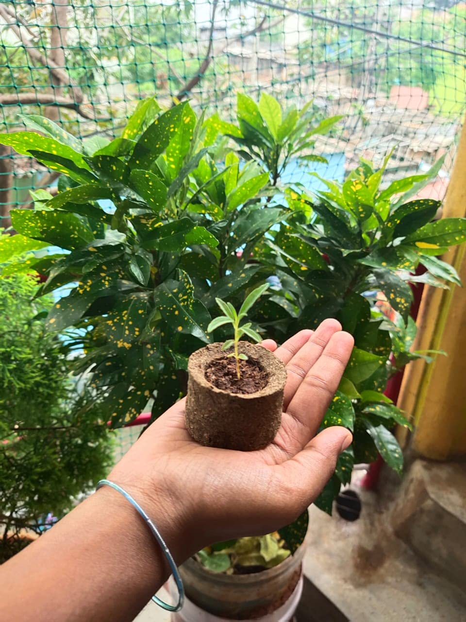 EcoSeedling Pot (Each Pack 10 Pieces) Amazon.in Home & Kitchen