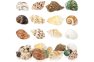 WEOXPR Hermit Crab Shell - Openning Size 0.6"-2" Medium to Large Growth Turbo Seashells Natural Sea Shells for Hermit Crab Supplies, Aquarium Décor, Nautical Decoration (12 Pcs)