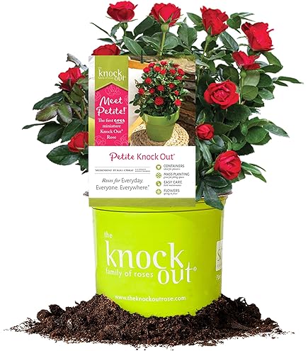 Amazon.com : Perfect Plants Petite Knock Out® Rose Bush 1 Gallon
