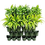 Pflanzwand Pflanzwand