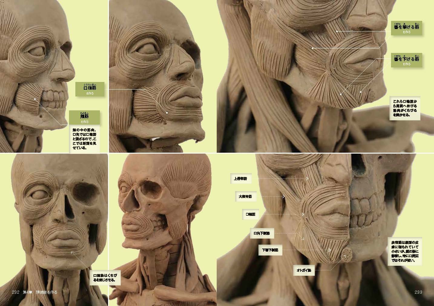 立体像で理解する美術解剖 阿久津 裕彦 小野 結貴花 造形 本 通販 Amazon