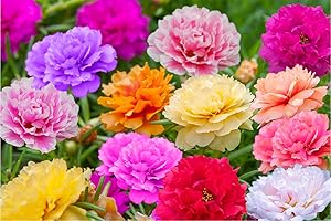 EKFRPAU 2000+ Moss Rose Seeds for Planting Outdoor Rare Purslane Seeds Succulent Ground Cover Plant Portulaca Oleracea Seeds