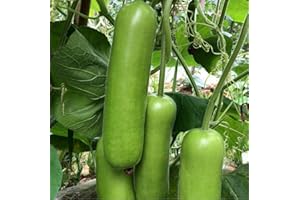 S-PONE 20+ Long Bottle Gourd Seeds Edible Asian Indian Opo Squash Dudi Calabash Long Melon