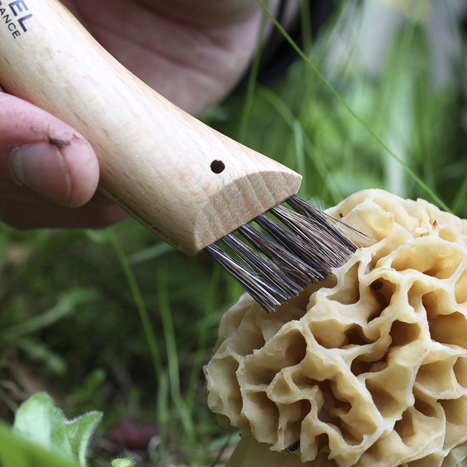 Opinel Stainless Steel Folding Mushroom Hunting Knife with Beechwood Handle : Hunting Folding Knives : Home Improvement