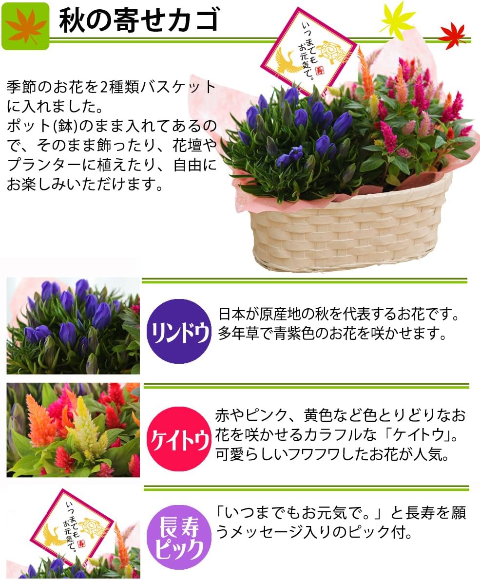 Amazon 敬老ギフト 秋の寄せカゴと長寿カステラセット 花のギフト社 Hana No Gift Sha カステラ 通販