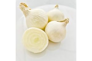 Kejora Fresh Boiler Onions/Boiling Onions 3 LB