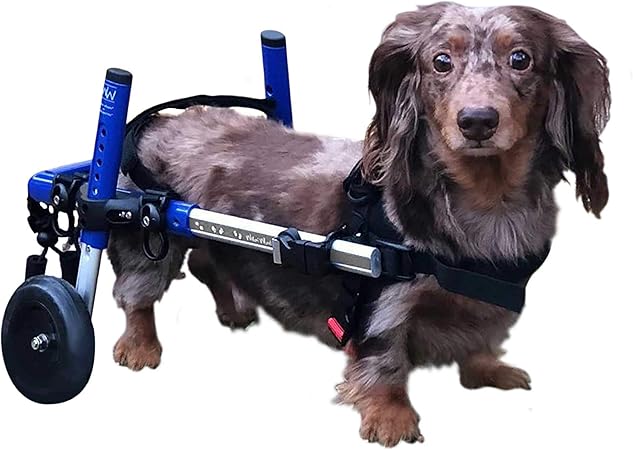 silla de ruedas para perros amazon