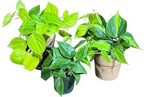 GENERIC PLANTVERS Set of 3 Philodendron Plants in 4'' Nursery Pots – Brazil, Lemon Lime & Jade Heartleaf Philodendron Varieties – Live Indoor Vining Houseplants – Variegated Easy Care & Air Purifying Plants