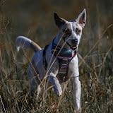 Embark Pets Urban Dog Harness No Pull Front Back Clips Adjustable view 9