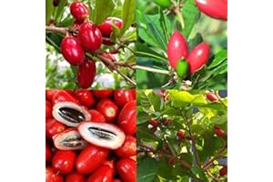 CARPET CREEPING 35+Tropical Miracle Berry Fruit Seed for Planting Outdoor-Edible Fruit Berries Plant Your Own Delicious Fruit in Garden Non-GMO Heirloom