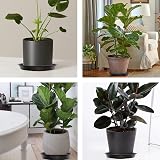 TStarJungle 5 Pack Plant Saucers 36cm Indoor Outdoor Flower Pot Trays view 6