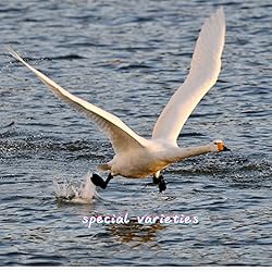 50pcs White Feathers 8~10 in,Beautiful Bulk Long