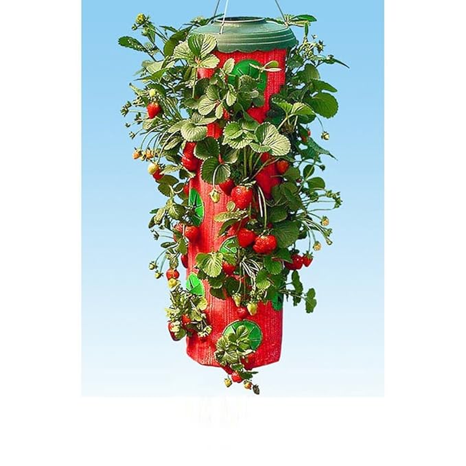 Amazon.com: Strawberry Planter Topsy Turvy Upside Down Home Garden