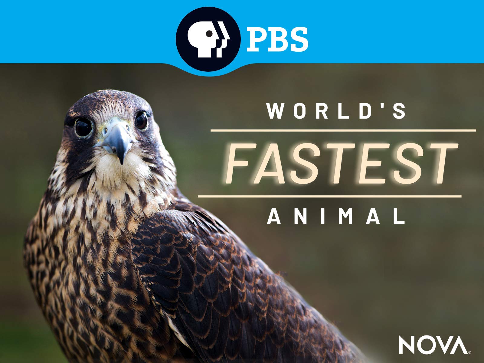 Watch Nova Worlds Fastest Animal Prime Video
