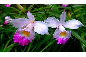 Hawaiian Tropical Bamboo Orchid Plant Root 1Pk LV8 Discount Hawaiian Gifts