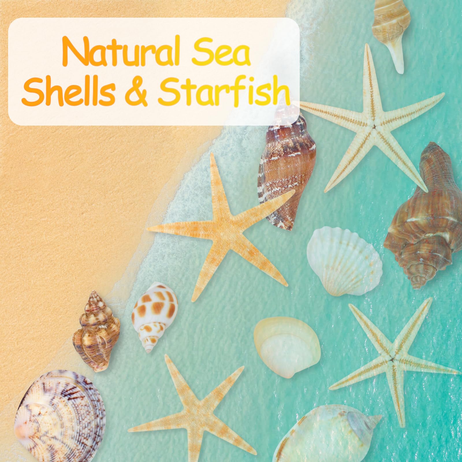 80+ Pcs Natural Seashells, Mixed Starfish Sea Shells for Crafts, Various Sizes Ocean Shells Conch for Decorating, Beach Theme Party, DIY Crafts, Fish Tank Filling, Home Decor, Wedding Decoration