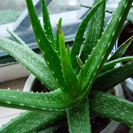 Kisshes Seeds- Semillas de Aloe Vera Semillas de Hierbas Raras ...