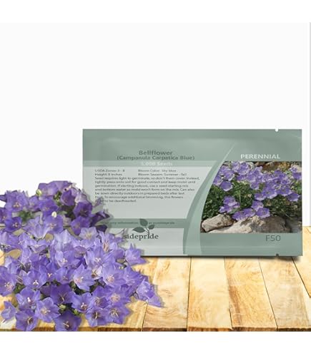 【希少】A Darden of Bell Flowers 希少】A Darden of Bell Flowers 希少】A Darden of Bell