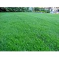 Kentucky Bluegrass Lawn Grass Seed, 1 Pound