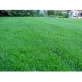 Kentucky Bluegrass Lawn Grass Seed, 1 Pound Pure Seeds Pack by Seeds2Go