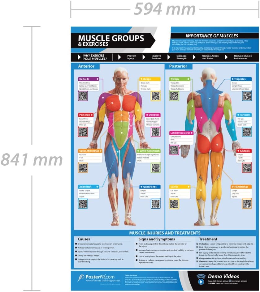 Muscle Groups & Exercises, Colorful, 84.1L x 59.4W cm - Image 3