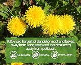 ULTHMOK Premium Dandelion Root & Leaf Tea 100 Bags 7.06 Oz Liver Detox view 4