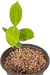 Gardenera Expanded Clay Pebbles for Plants