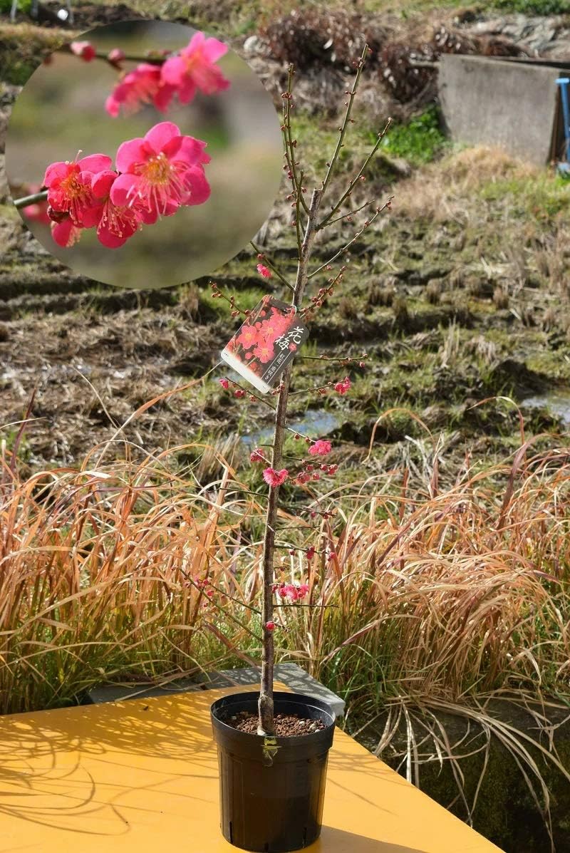 Amazon 紅千鳥梅 梅苗 植木