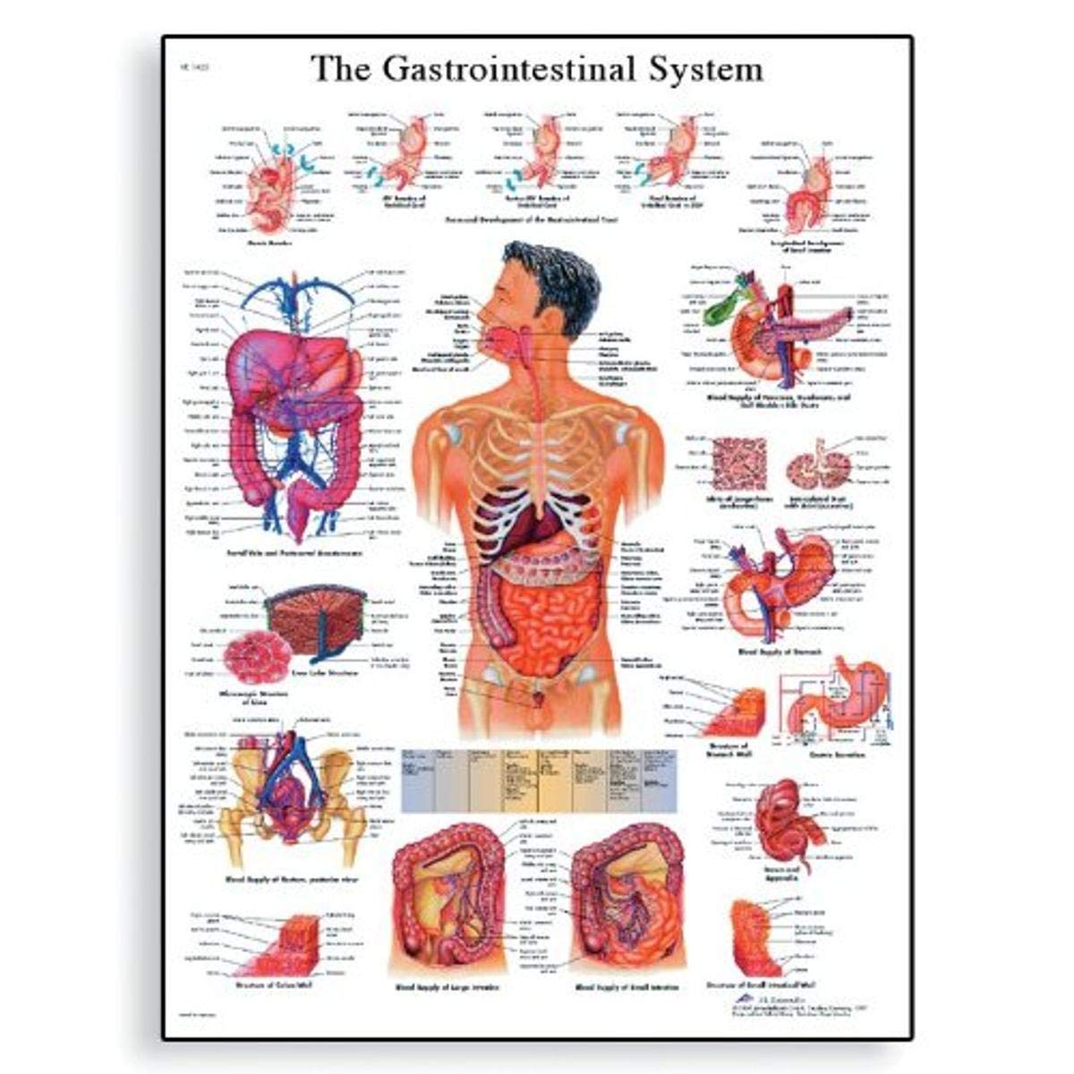 3B Scientific VR1422UU Human Anatomy - The Gastrointestinal System Chart, Paper Version, unlaminated