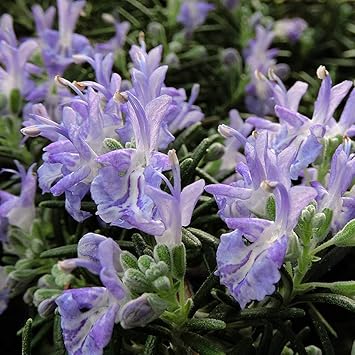 Amazon ローズマリー プロストラータスの苗 品種で選べるハーブ苗13 5cmポット 1個 自社農場から新鮮出荷 ハーブ