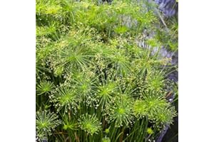Papyrus Plant Seeds, Hardy Garden Plants Old Varieties for Herb Garden, Cyperus Pond, Bonsai Seeds Herbaceous Plants Rare Pla