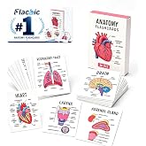 Human Anatomy Flashcards 30 Pcs Anatomy and Physiology Visual Study | Guide &amp; Flash Cards Set for Medical, Nursing Student Essentials, Pocket Size Medical Terminology Diagram Cards