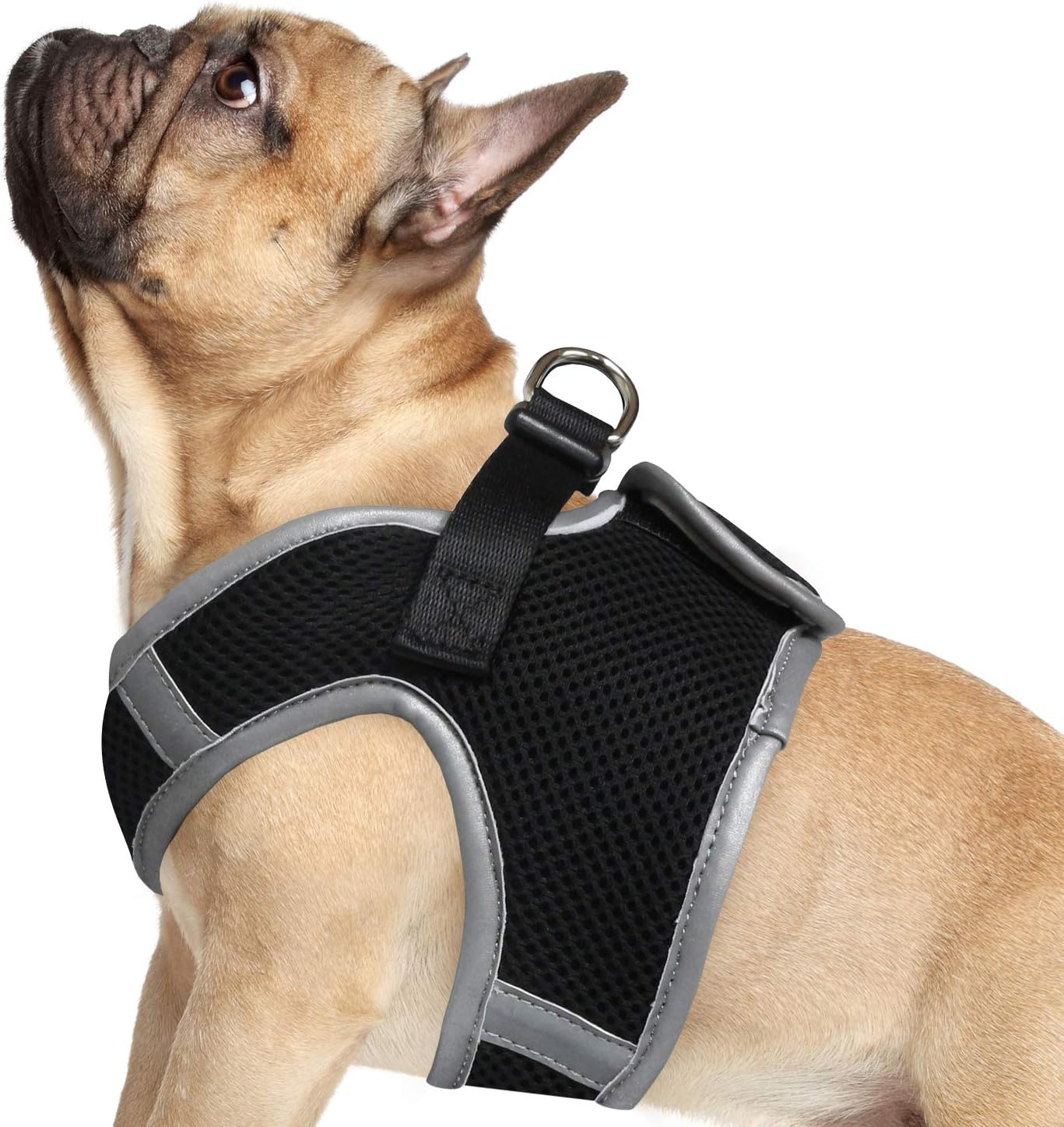 petco anxiety vest