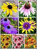 5g Mixed Black Eyed Susan(Thunbergia Alata) Seeds