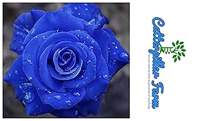 Catterpillar Farm Blue Rose 1 Healthy Live Plant In Poly Bag