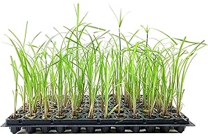 FLORIDA FOLIAGE Giant Egyptian Papyrus | 3 Live Plants | Cyperus Large Shade & Wet Tolerant Aquatic Foliage