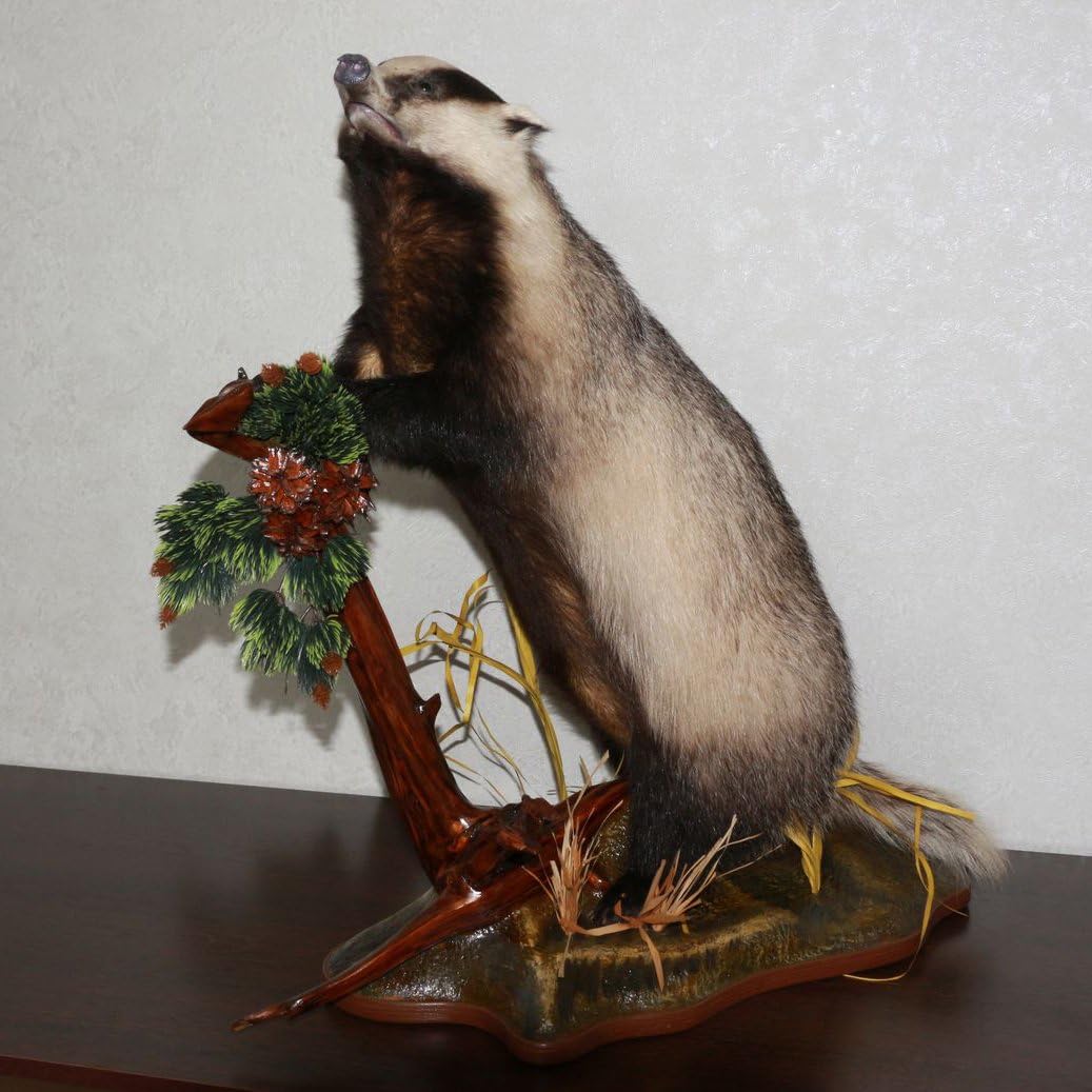 Eurasian Badger Taxidermy Mount - Mounted, Stuffed Animals for Sale - Real, Decor, LIFESIZE - ST4424