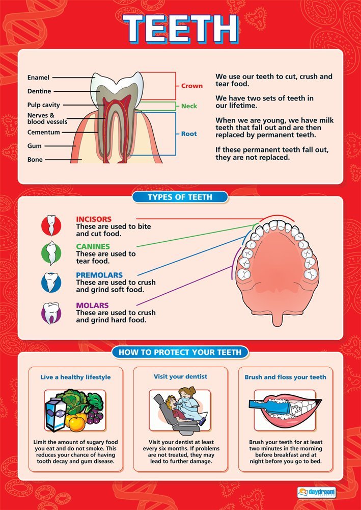 Daydream Education Healthy Teeth | Science Posters | Laminated Gloss Paper measuring 850mm x 594mm (A1) | Science Charts for the Classroom | Education Charts