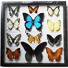 REAL 12 MIX BEAUTIFUL BUTTERFLY IN FRAME DISPLAY INSECT TAXIDERMY